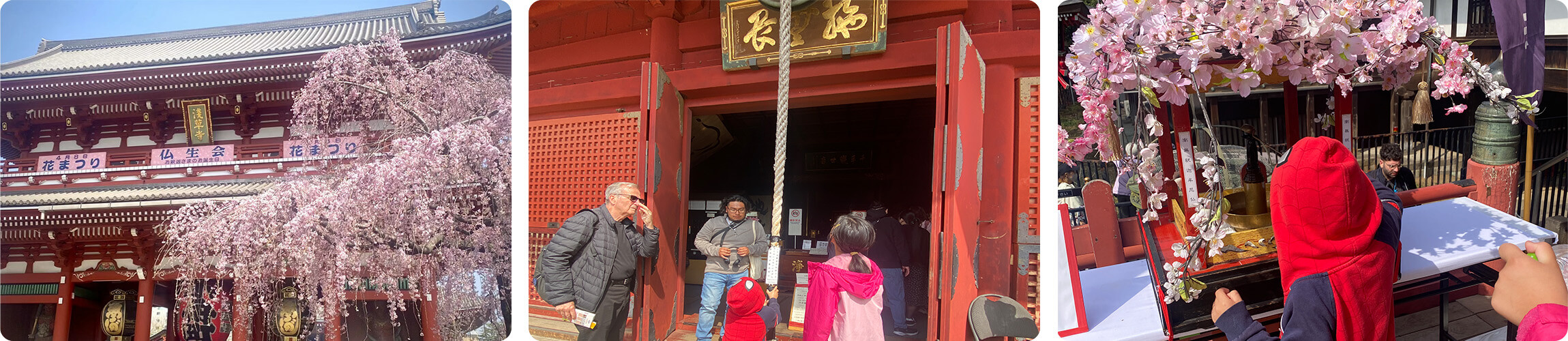 Cherry blossoms at Senso-ji Temple in Asakusa Tokyo