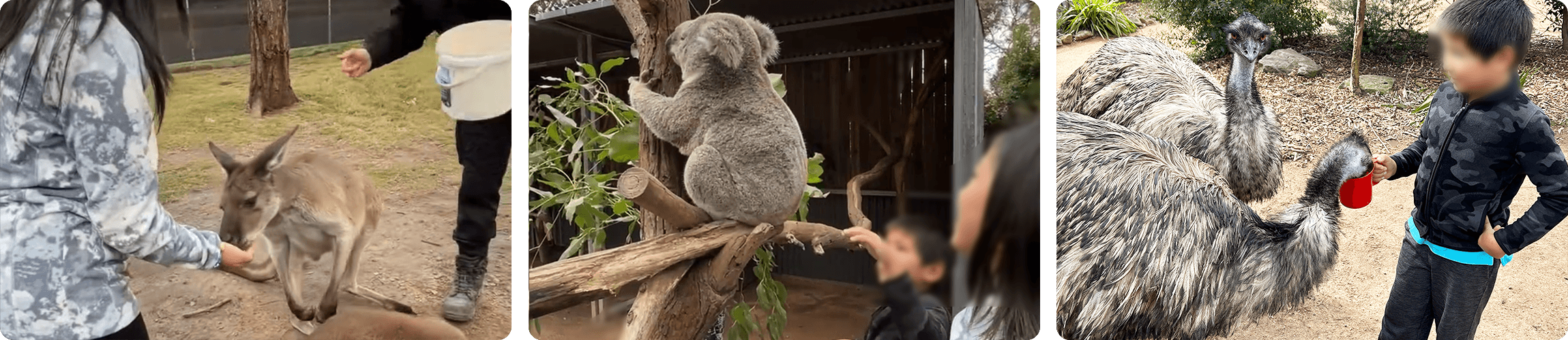 Sydney Wildlife Sanctuary